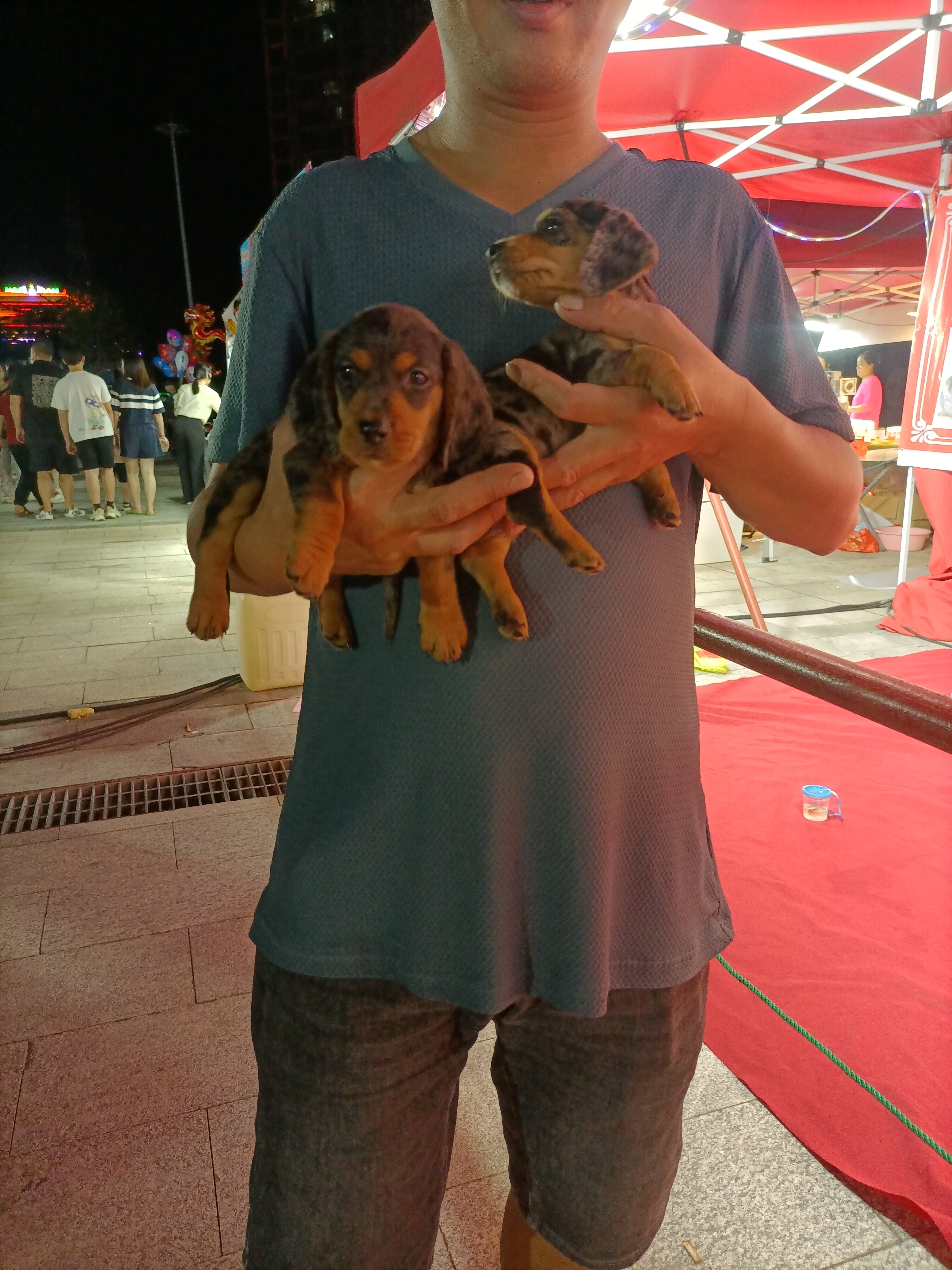 腊肠犬，短毛陨石灰腊肠犬，有巧克力基因！大豆眉！大脸罩！种公基因
